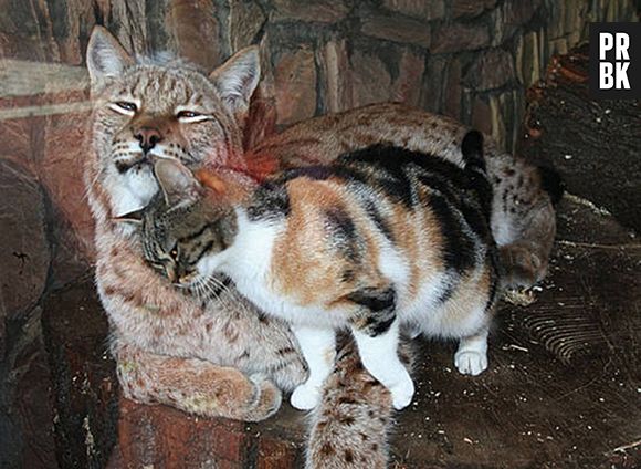 Um gato que escolheu um Lince como o seu irmão maior