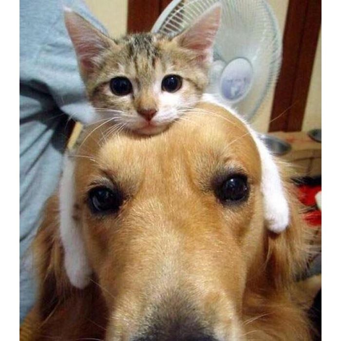 Pesquisas comprovam que cabeças de Golden Retriver são as mais confortáveis para gatinhos