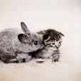 Um coelho, um gato e uma amizade nada comum