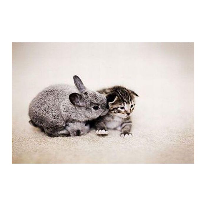 Um coelho, um gato e uma amizade nada comum