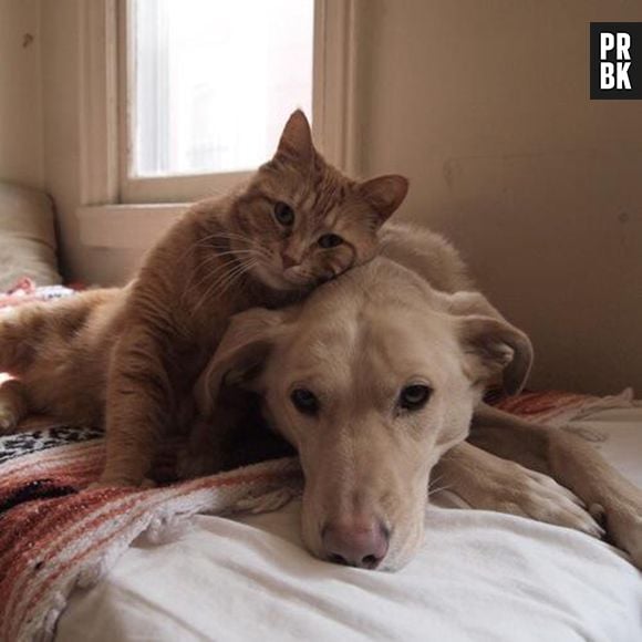 Essa história de gato não se dar bem com cachorro não ta com nada!