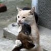 Já tinha visto um gato abraçando um cachorro antes?