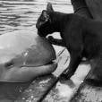 Um gato e um golfinho, a amizade mais diferente que você vai ver hoje