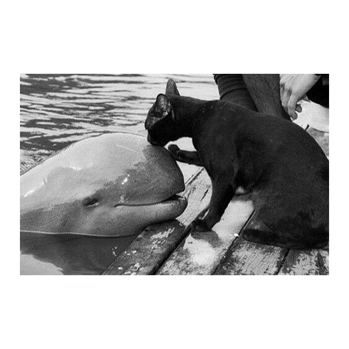 Um gato e um golfinho, a amizade mais diferente que você vai ver hoje