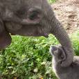 Tá, talvez um gato e um elefante seja a amizade mais diferente que você vai ver hoje...