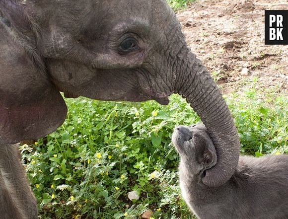 Tá, talvez um gato e um elefante seja a amizade mais diferente que você vai ver hoje...