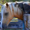 Quem disse que gatos e cavalos não podem ser amigos?