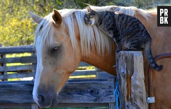 Quem disse que gatos e cavalos não podem ser amigos?