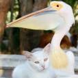 Esse gato falou que ele e o pelicano são quase irmãos