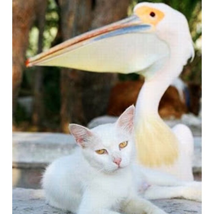 Esse gato falou que ele e o pelicano são quase irmãos