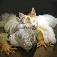 Um gato que gosta de dormir encostado na iguana