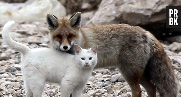 Esse gato e essa raposa formam uma bela dupla