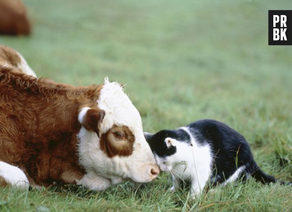 Gatos são animais bem sociáveis, até com vacas fazem amizade