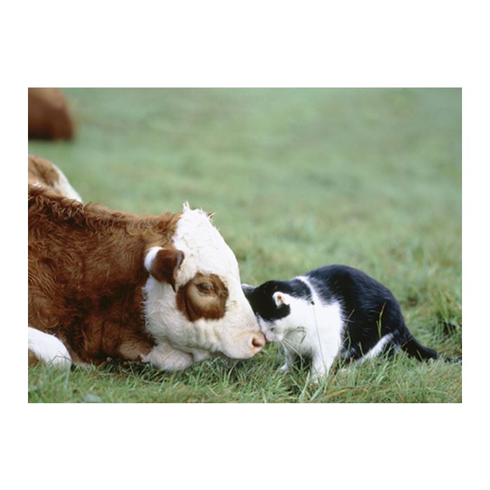 Gatos são animais bem sociáveis, até com vacas fazem amizade