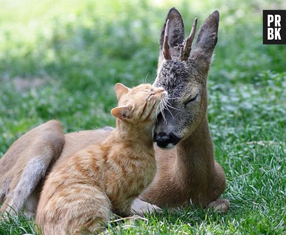 Um gato que é amigo de um canguru. Por essa você não esperava!