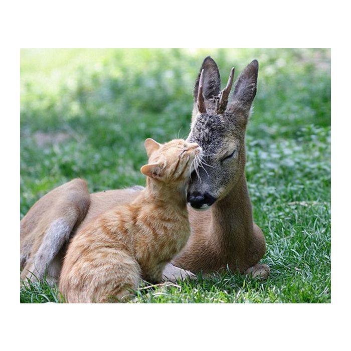 Um gato que é amigo de um canguru. Por essa você não esperava!