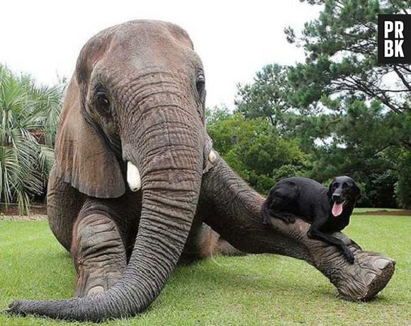 Um elefante e um cachorro que se dão super bem!