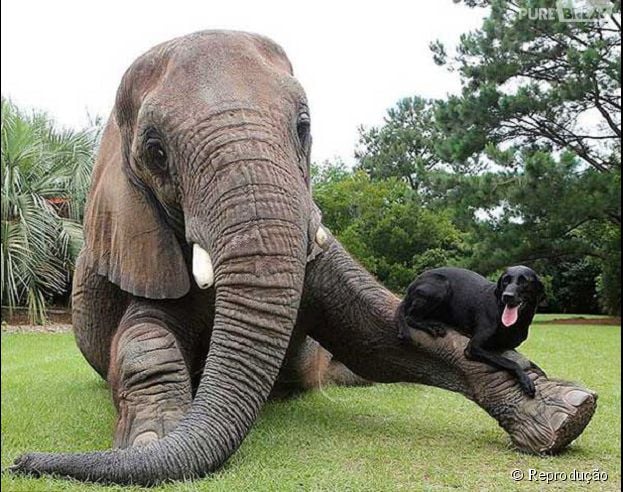Um elefante e um cachorro que se dão super bem!
