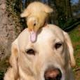 Cachorros também gostam de patos!