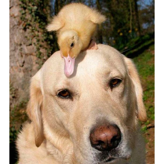 Cachorros também gostam de patos!