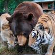 Um tigre, um leão e um urso que forma um trio inseparável!