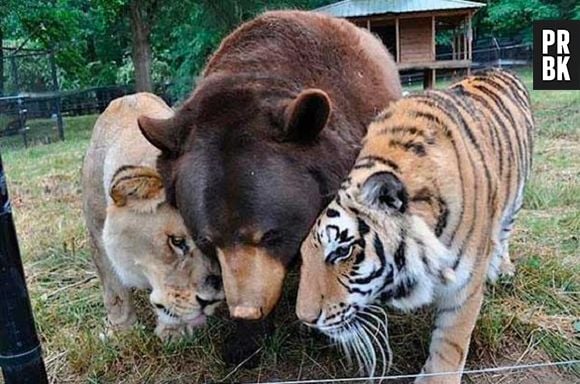 Um tigre, um leão e um urso que forma um trio inseparável!