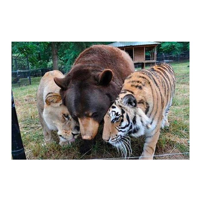 Um tigre, um leão e um urso que forma um trio inseparável!