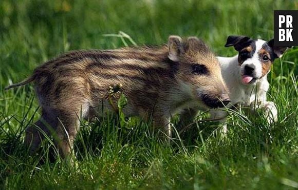 O cachorro é o melhor amigo do... porco do mato!