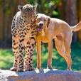 O cachorro que pensa que é leopardo, ou o leopardo pensa que é cachorro? O.o