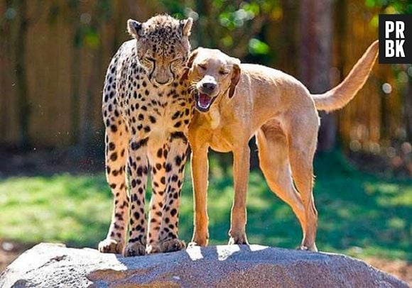 O cachorro que pensa que é leopardo, ou o leopardo pensa que é cachorro? O.o