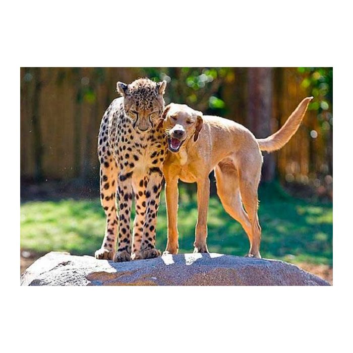 O cachorro que pensa que é leopardo, ou o leopardo pensa que é cachorro? O.o