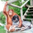 Esse macaco cheio de pose tem um cachorro de estimação