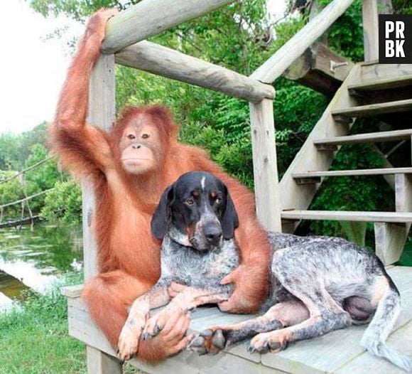 Esse macaco cheio de pose tem um cachorro de estimação