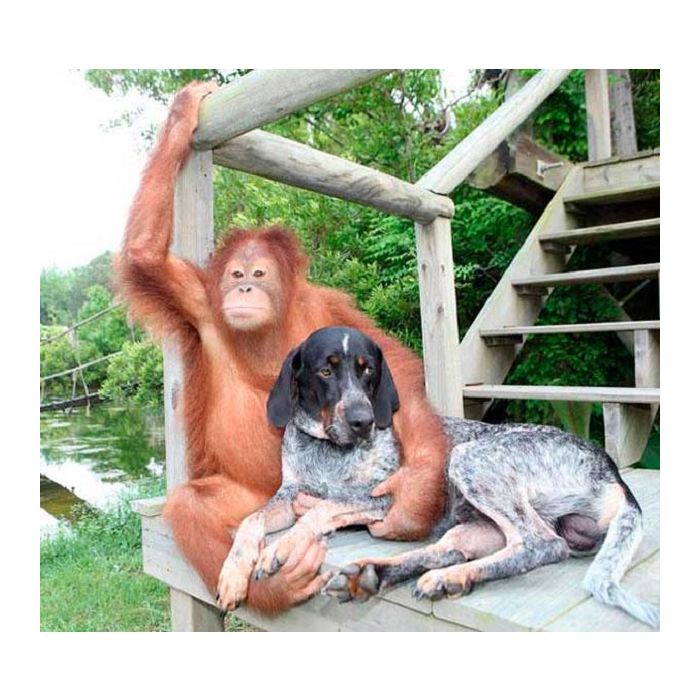 Esse macaco cheio de pose tem um cachorro de estimação