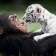 Já esse chimpanzé prefere brincar com trigres brancos