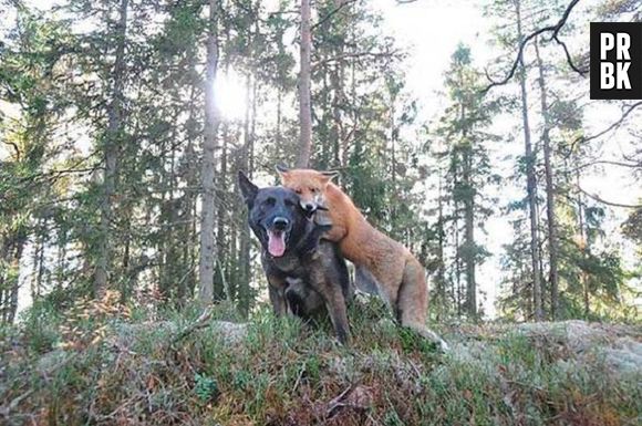 E uma raposa e um cachorro juntos, já tinha visto antes?