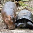 Quem diria que um hipopótamo faria amizade com uma tartaruga?