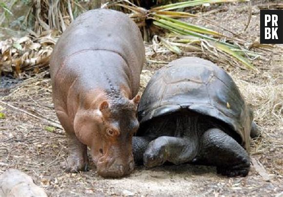 Quem diria que um hipopótamo faria amizade com uma tartaruga?