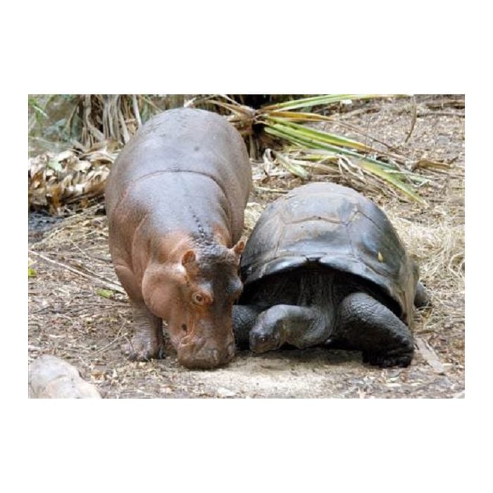 Quem diria que um hipopótamo faria amizade com uma tartaruga?
