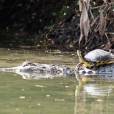 O crocodilo que fez amizade com uma tartaruga!