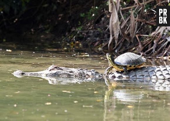 O crocodilo que fez amizade com uma tartaruga!