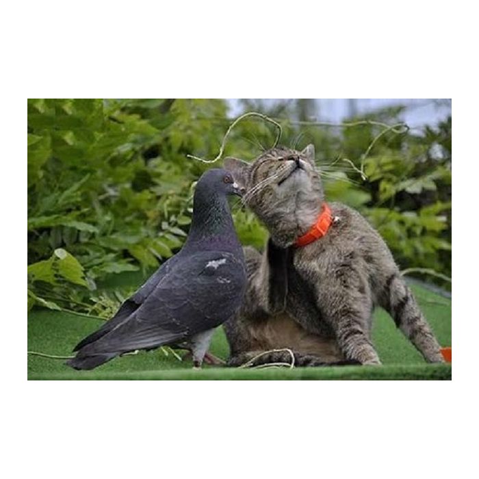 Quem disse que um gato não pode ser amigo de um pombo?
