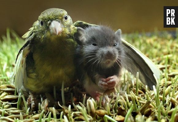 Esse papagaio gosta de ter seu amigo ratinho embaixo da suas asas, literalmente