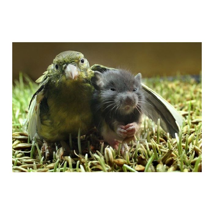 Esse papagaio gosta de ter seu amigo ratinho embaixo da suas asas, literalmente