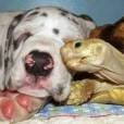 Uma tartaruga que adora dormir juntinho do seu amigo cachorro