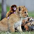 Filhotes de macaco, leão e tigre juntinhos
