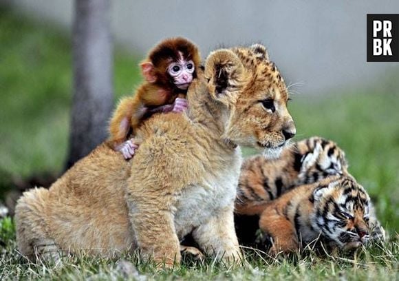 Filhotes de macaco, leão e tigre juntinhos