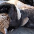 Esse gato gosta tanto do coelho que até deu um abraço nele!