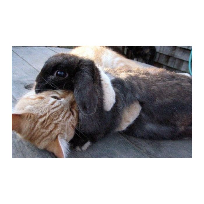 Esse gato gosta tanto do coelho que até deu um abraço nele!