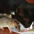 Essa foto mostra que essa história de "se odiarem como gato e rato" não tá com nada